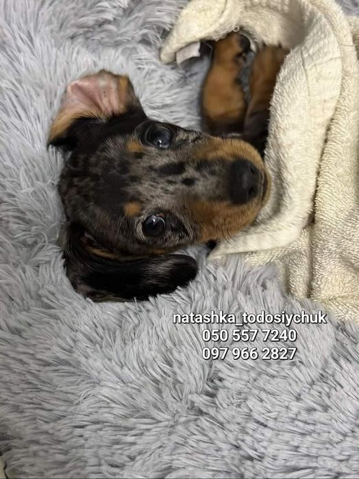 Хлопчики і дівчатка такси. Доставка