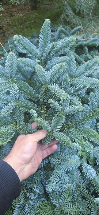 Kruciaki Jodła Nobilis