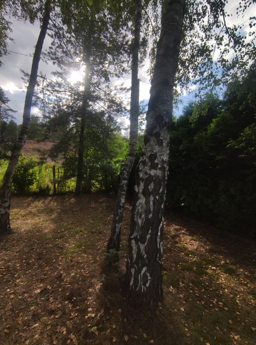 Oddam drewno za ścięcie - Justynów