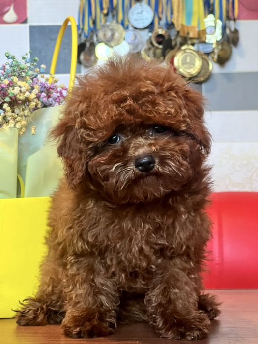 Той пудель кобель приглашает дам