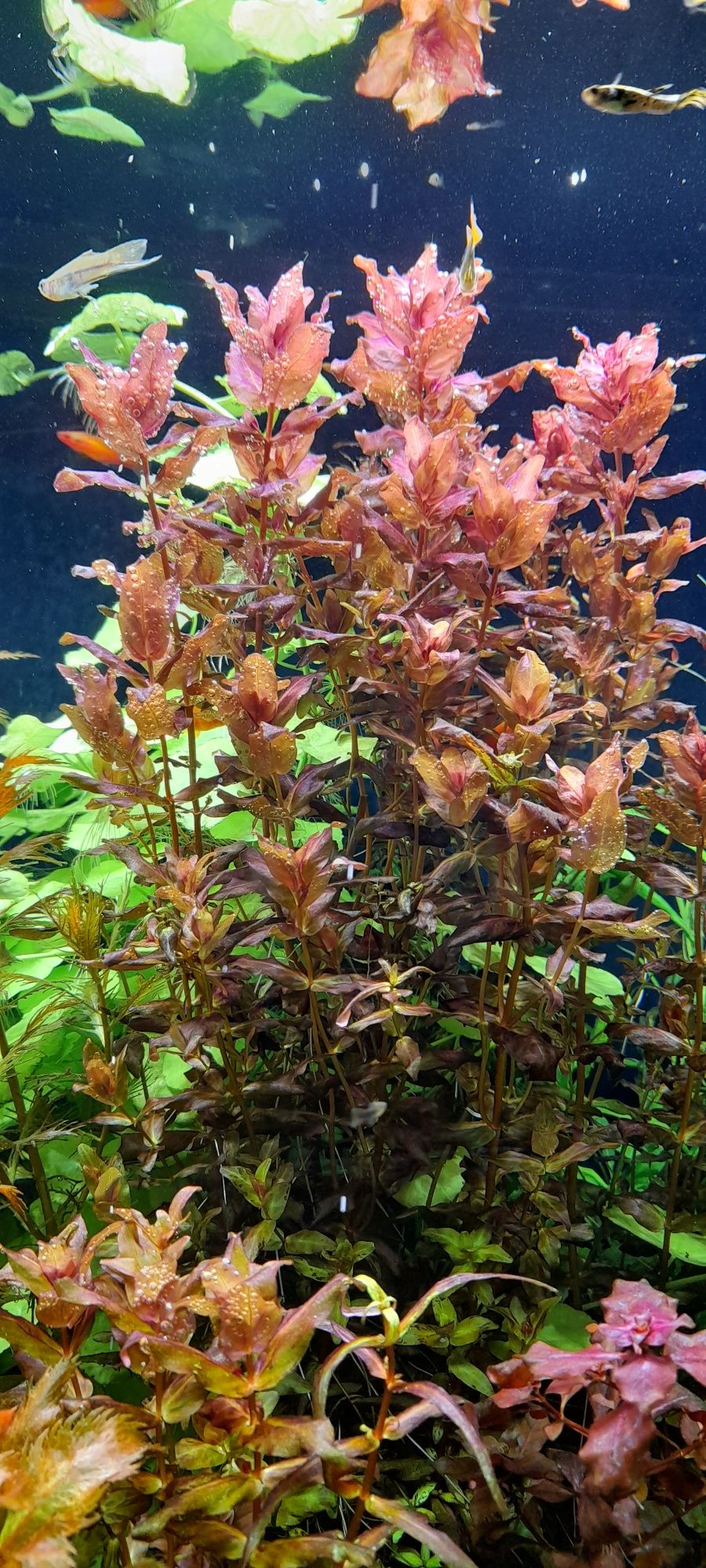 Rotala macranda red roślina akwariowa