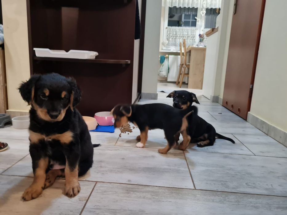 Pieski oddam za darmo w dobre ręce piesek szczenięta