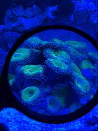 Palythoa kolonia akwarium morskie koralowiec