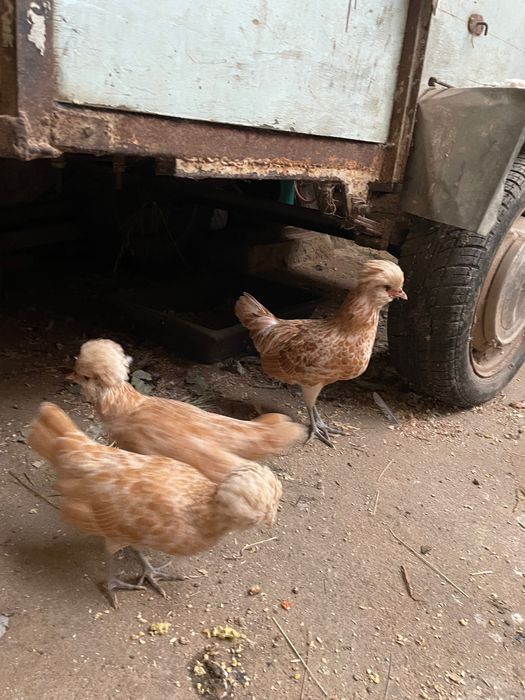 Trio Paduanas Camurça e cinzentas
