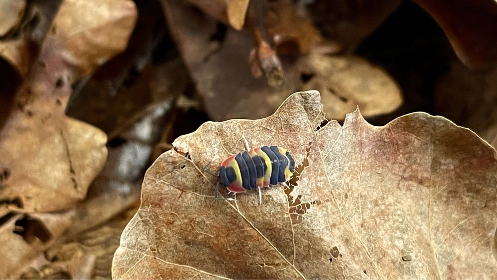 Merulanella Tricolor, isopody, kulanky