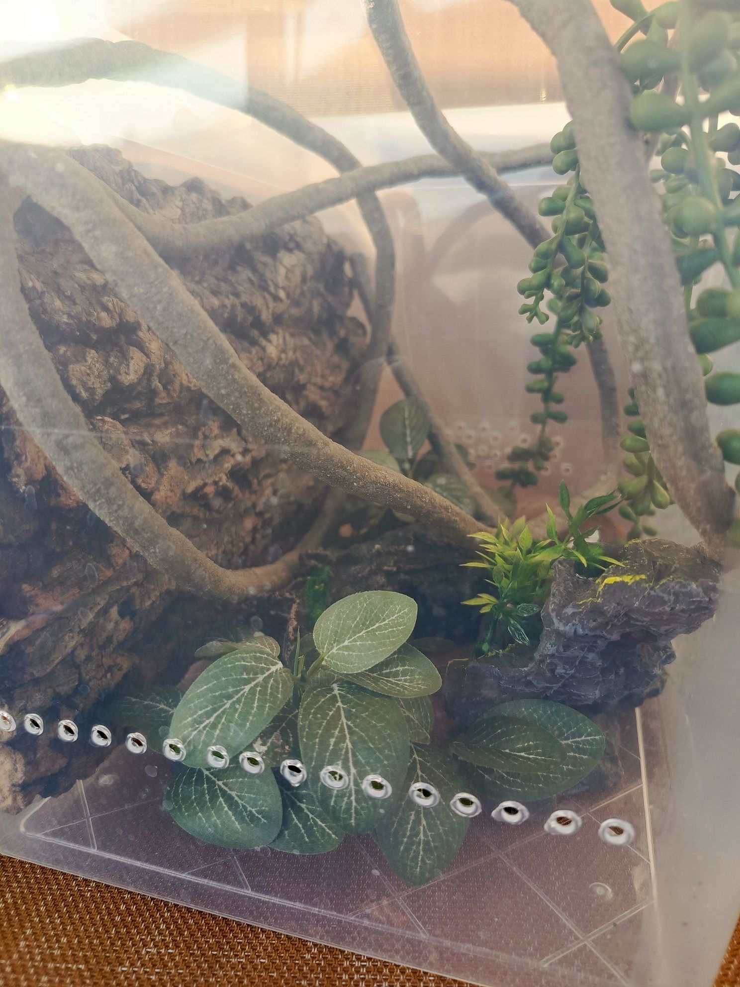 Terrarium dla gekona przejściowe
