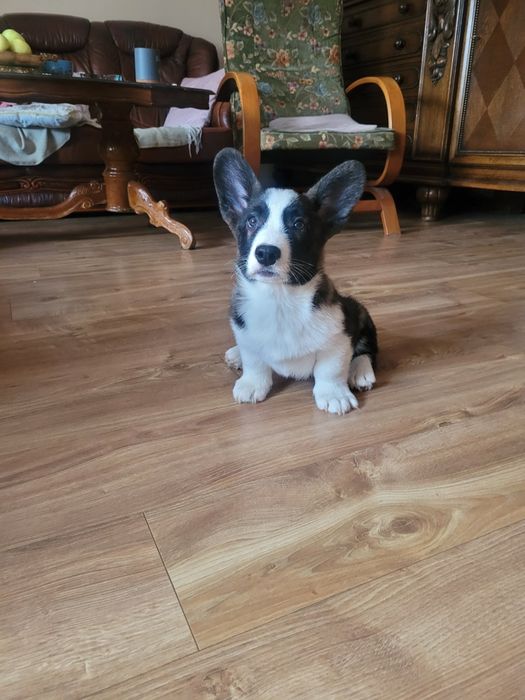 Welsh Corgi Cardigan FCI