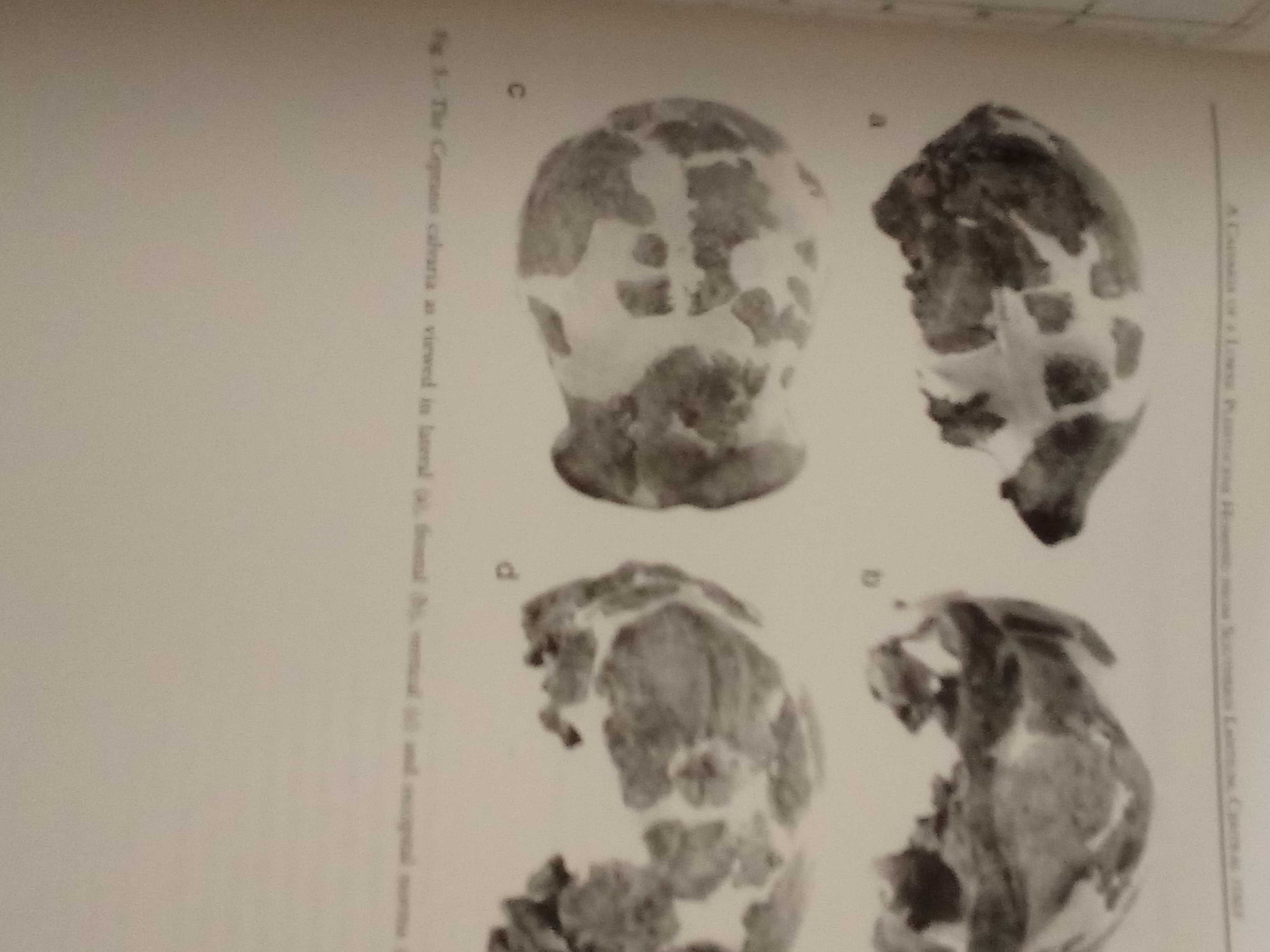 Hominídeos do pleistoceno e a sua distribuição pela eurasia.
