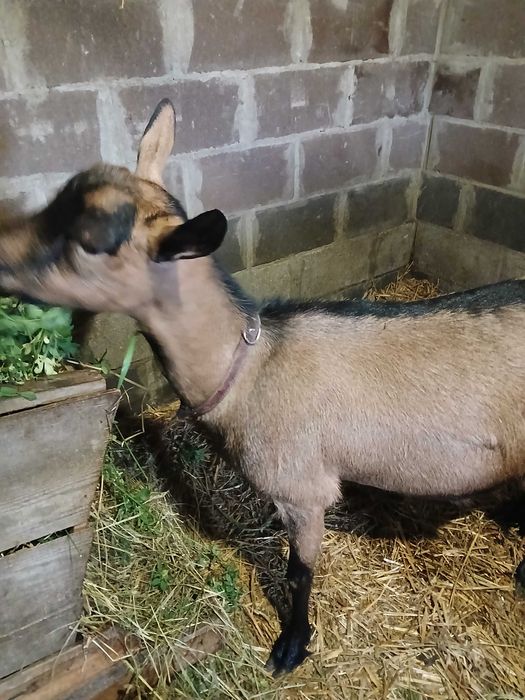 Коза альпійка, 5т