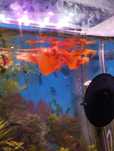 Gupiki Full Red albino big dorsal