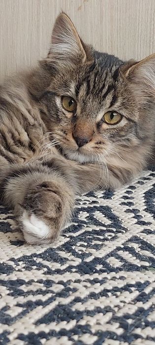 Віддам котика.Киів.