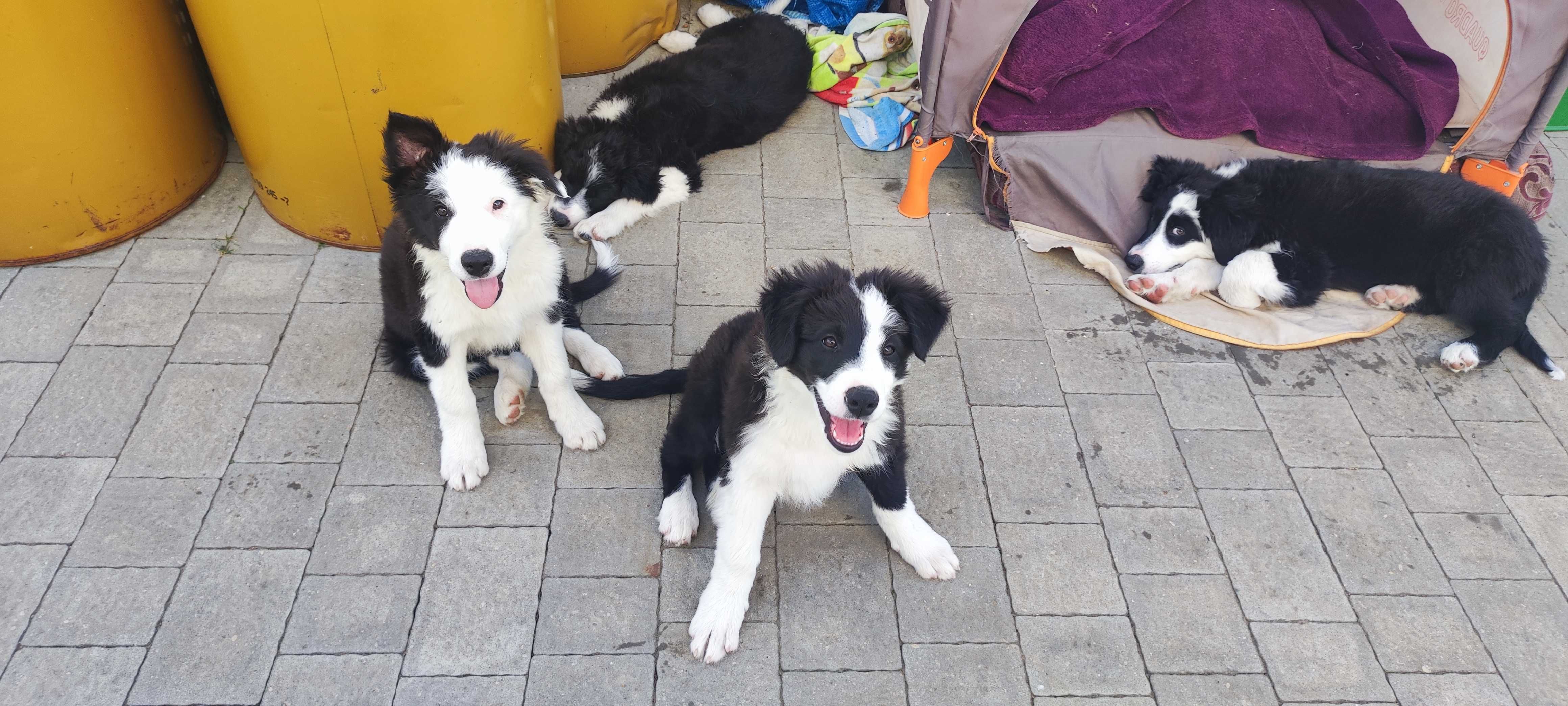 Piesek Border Collie - Bary