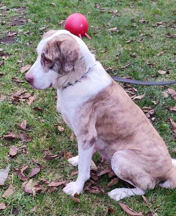 Szczeniaki owczarek środkowoazjatycki