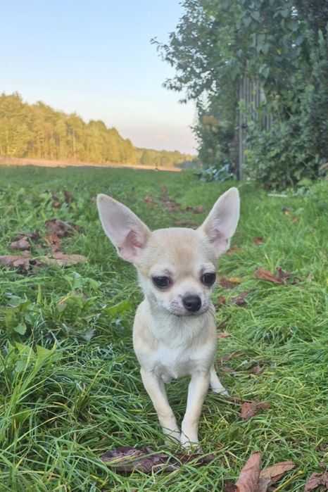 Chihuahua krótkowłosy piesek samiec ZKwP FCI