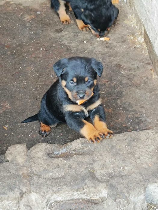 ROTTWEILER z Rodowodem
