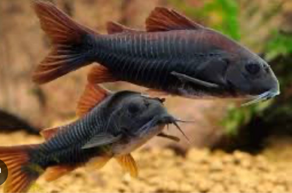 Corydora aeneus black