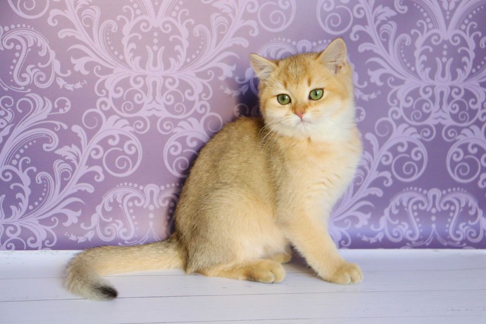 Плюшевий красунчику в золотистому забарвлені