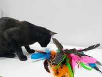 Brinquedo para gato