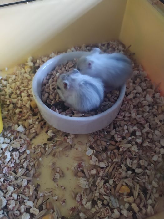 Джунгарский хомяк