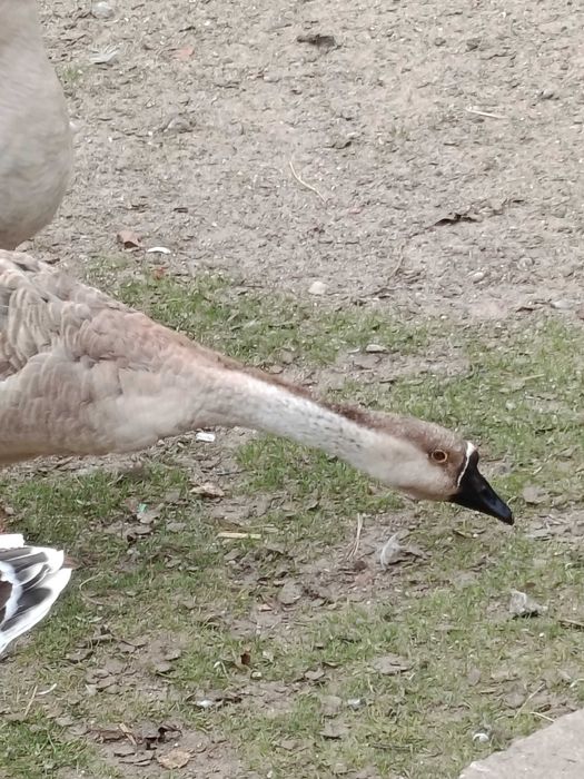 Gęsi kubańskie /garbanosa