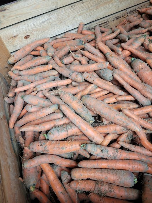 Marchew odpadowa 0.80 gr/ kg