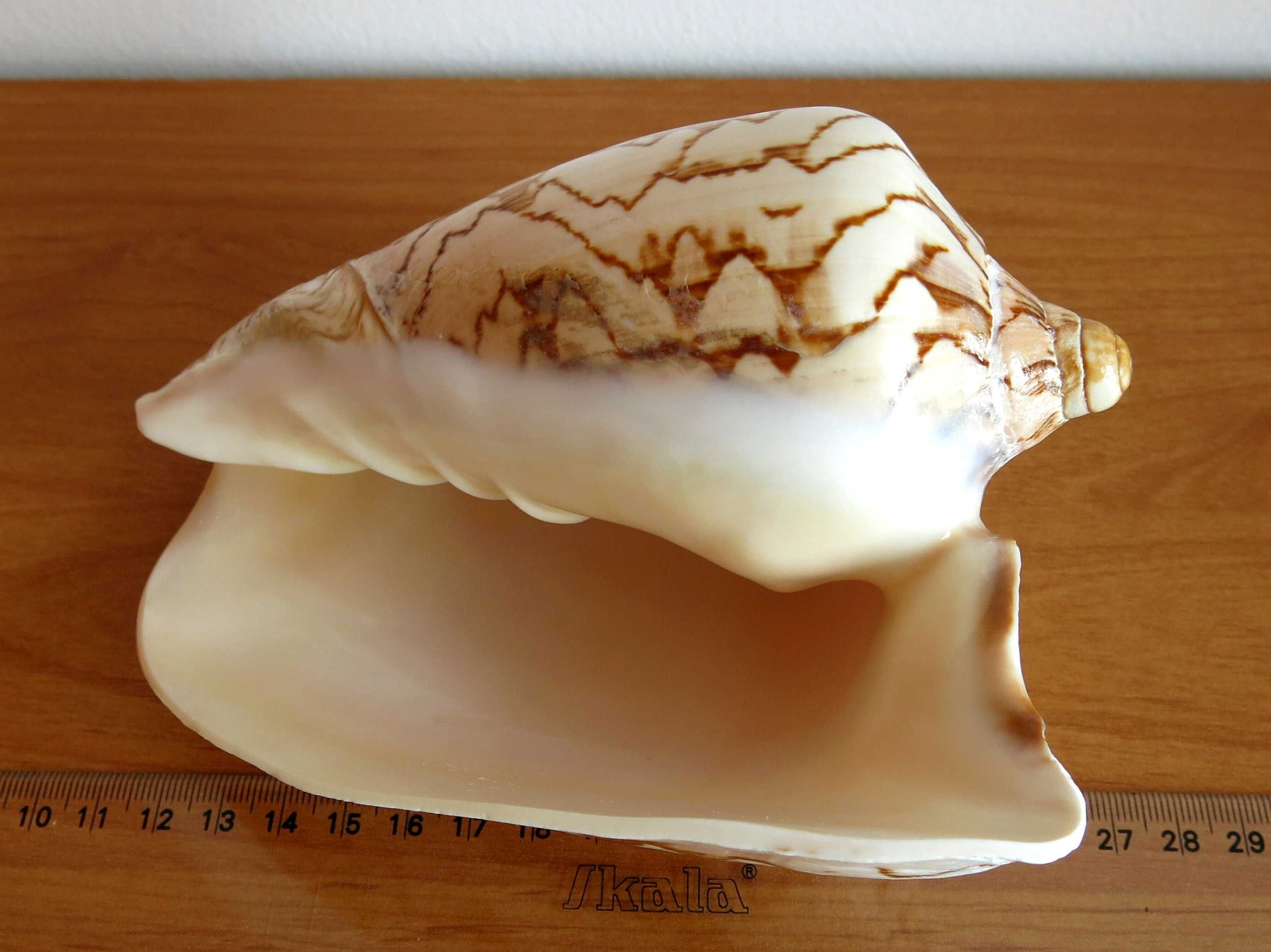 Muszla morska, Cymbiola nobilis - 16 cm