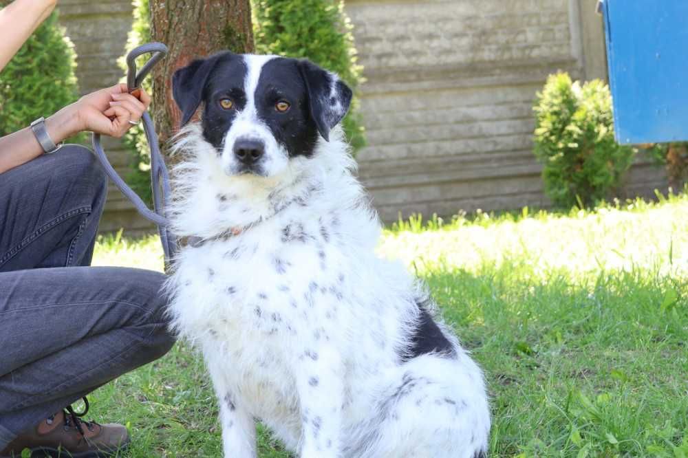 104615 Ludwik do adopcji