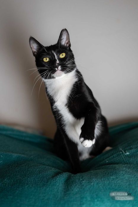 Śmiechawka - nieśmiała kocia pingwinka szuka domu