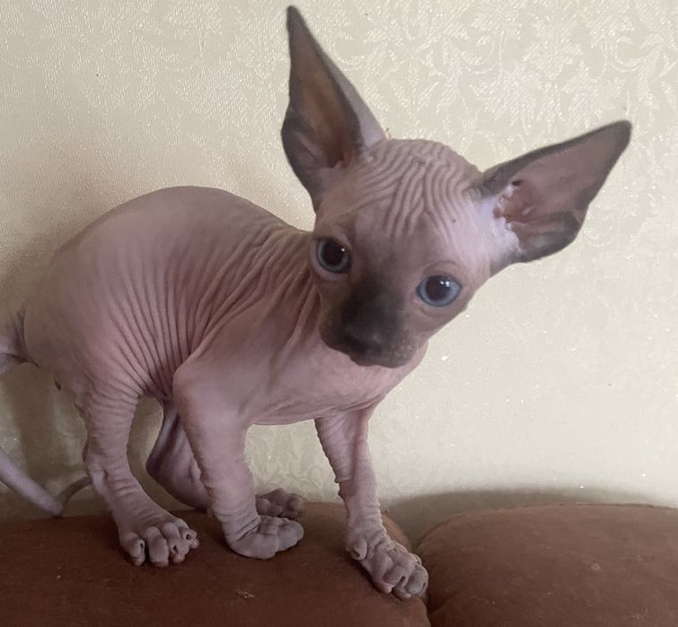 Котята канадский сфинкс