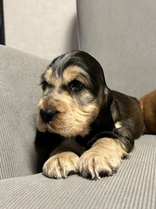 Piesek Cocker Spaniel Angielski