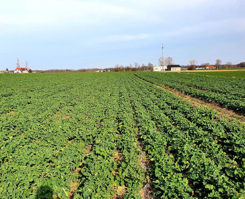 Usługi siewu rzepak.Siew pasowy Czajkowski ST600, strip-till