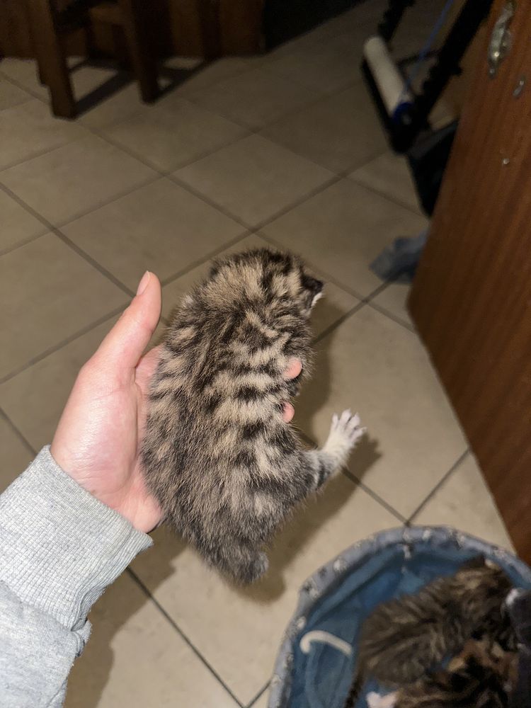 Gatinhos de pelo comprido