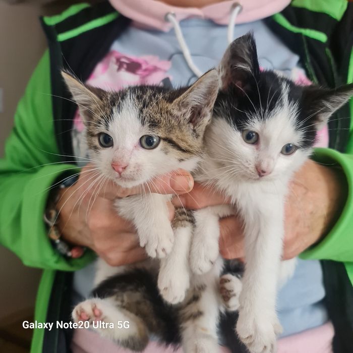 Oddam 5 małych kotków