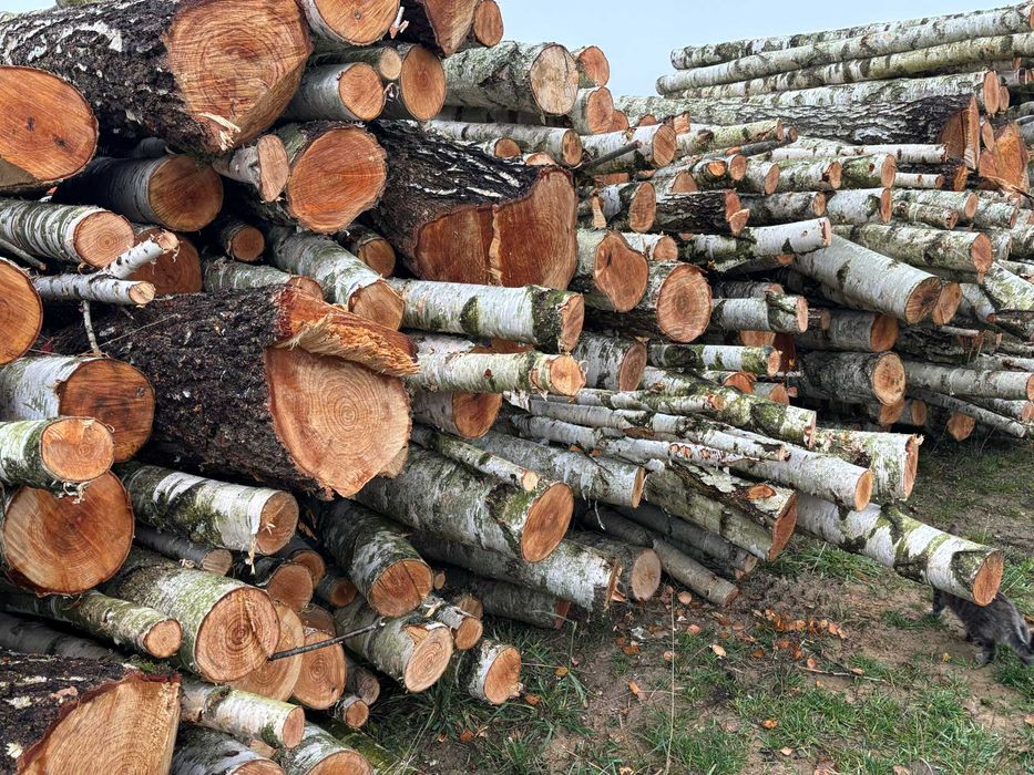 Sprzedam drewno brzozę na opał