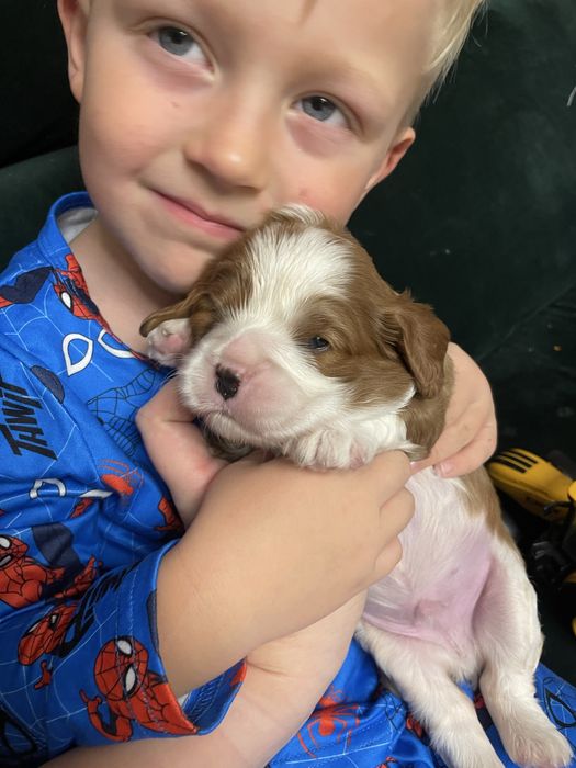 Cavalier king charles spaniel chlopak