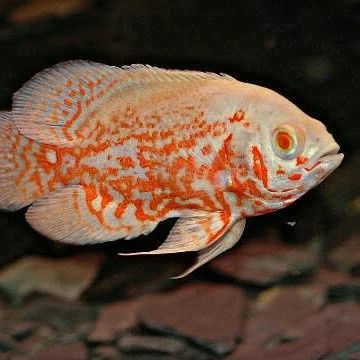 Pielęgnica Pawiooka Oscar Tiger Albino pielęgnice rybki akwariowe