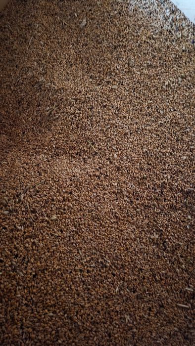 Pszenica ozima  zbiór 2025