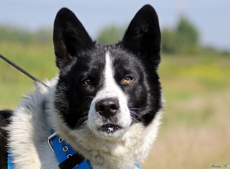 Mizu mix karelskiego psa szuka domu.