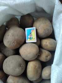Продам велику картоплю: 7 грн/кг.