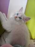 Ragdoll - dziewczynka Blue Bicolor Lynx z domowej hodowli