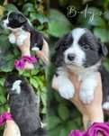 Border Collie suczka. Linia Show. ZKWP/FCI.