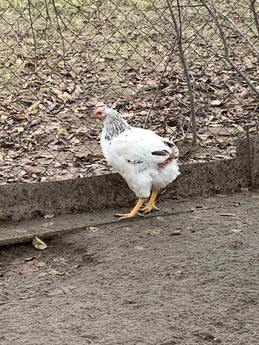 Курочки Мастер Грей