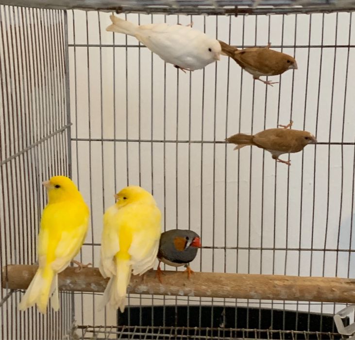 Lote de aves a venda