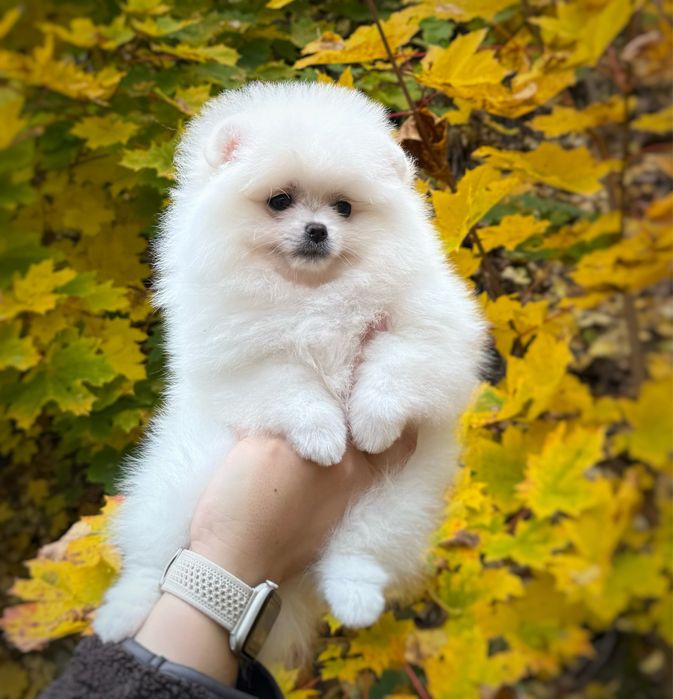 Pomeranian szpic miniaturowy Suczka Zkwp FCI MIŚ Gotowa do zmiany domu
