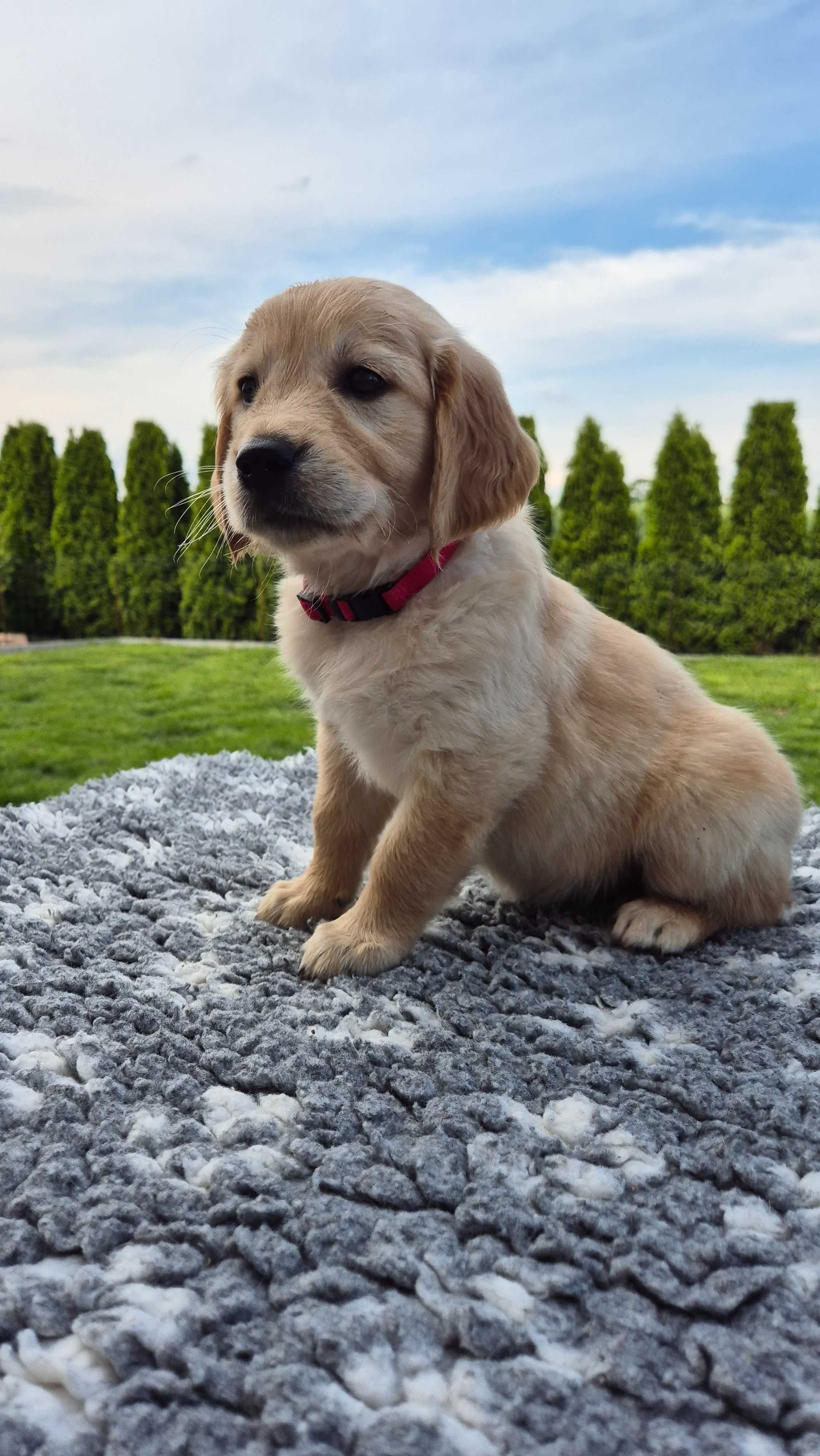 Golden Retriever ZKwP FCI
