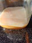 Scoby - para fazer  kombucha