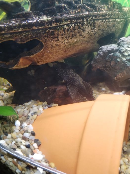 Sprzedam zbrojnik samce