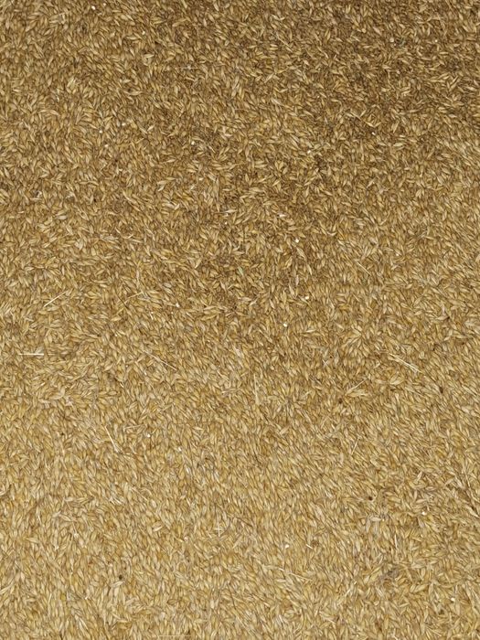 Pszenica jęczmień dla kur kaczek gołębi gesi drobiu swin krów bykow