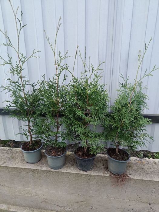 Продам колумна, смарагд,брабант, літл чемпіон, літл гігант, суеціка