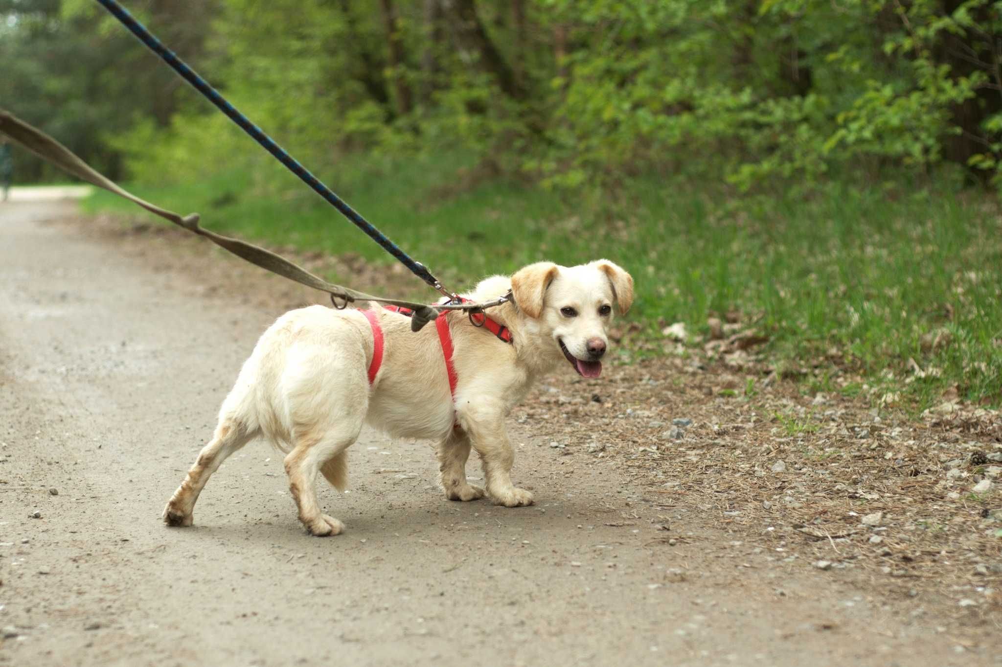 delikatny, spokojny Aldik: miniaturkowy retriever ;)